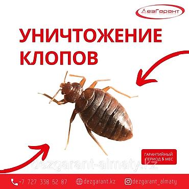 дезо: Дезинфекция, дезинсекция, | Вирусы, микробы, Блохи, Клопы, | Подъезды, Кафе, магазины, Квартиры — 10