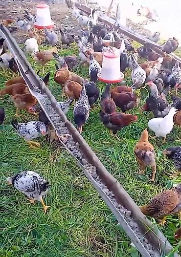 qarğa balası satılır: 4 aylıq yerli cücə diri çəkisi1200 qr təmizlənmiş 900 qr — 1