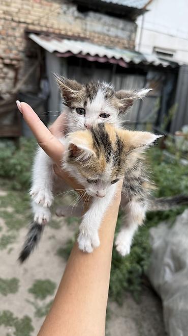 Мышыктар: Котята: мальчик и девочка К латку приучены, игривые кушают очень — 2
