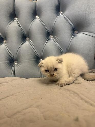 Кошки: Шотландская вислоухая — 2