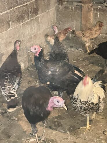 Индюки: Продаю | Индюк (самец) | Для разведения | Племенные — 9