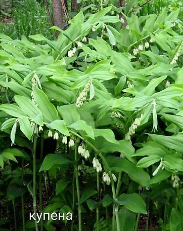 Другие виды семян и саженцев: Все растения что на фото, есть в наличии — 29