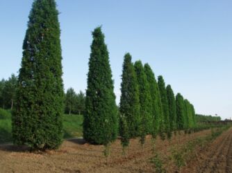 Toxumlar: Thuja toxumları, sərv, Arizona sərv, mavi thuja, qərb thuja və şərq — 17