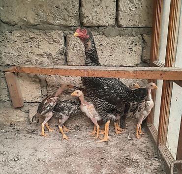 pleymutlar: Heyratı ailəsi satılır. 1 ana 5 bala, ana 1yaş 5 aylıq, balalar 2 — 3