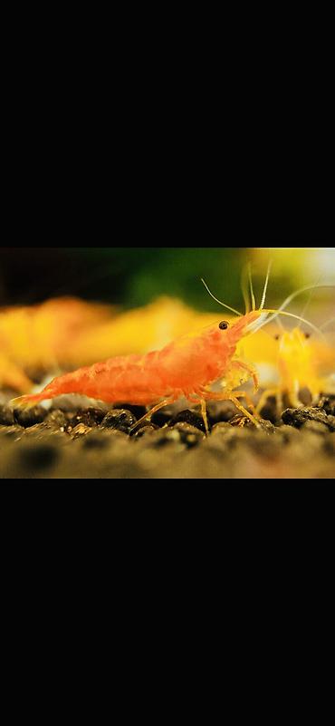 Akvarium aksesuar və ləvazimatları: Akvaryum üçün dekorativ krivetqa – rəngli Neocaridina növləri. 10 — 7