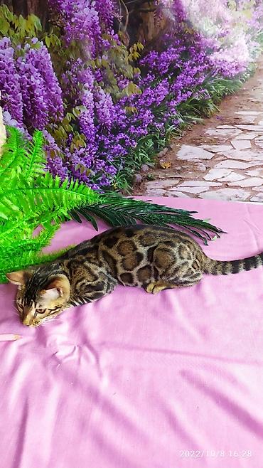 Продажа кошек: Бенгальские Детки .проф питомник Бен Гла Мур. предлагает Девочек и — 14