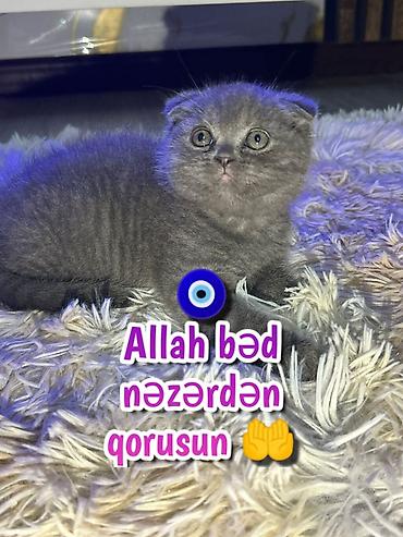 Pişiklər: Şotland — 6