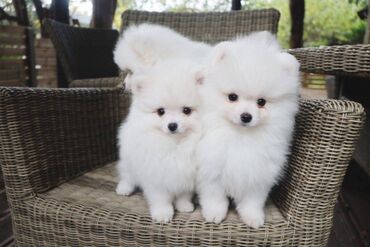 We have very healthy Pomeranian puppies available for adoption. The