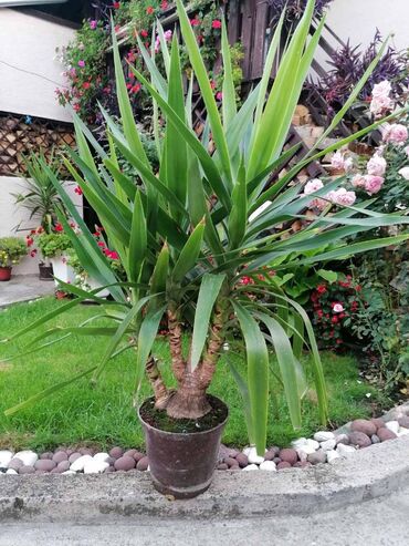 Ostale kućne biljke: Drvo života -Yucca Elephantipes Visine 1-2 m Drvo Zivota-Yucca — 11