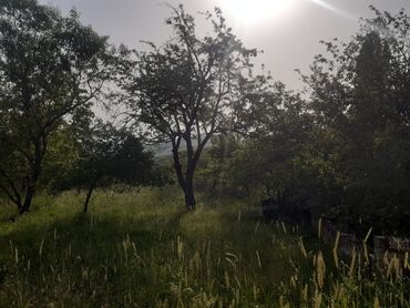 bine torpag: 20 sot, Kənd təsərrüfatı, Mülkiyyətçi, Kupça (Çıxarış)