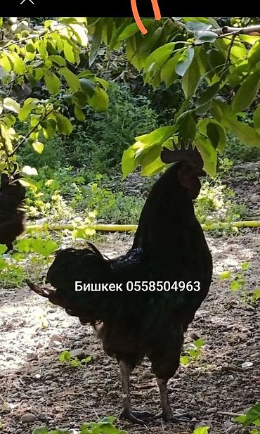 курен: Продаю | Петух, Цыплята | Для разведения — 2