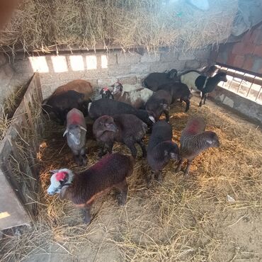 Quzu: Salam hervaxdız xeyir saxlamlıq quzularm cxdı satqa isdiyen elaqe — 24