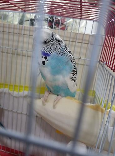 Növbəti ilan: Türkiyə cinsli dalğalı tutuquşu (budgerigar) - Rəng