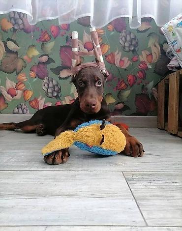 itler: Doberman, 2 ay, Erkək, Sənədli, Pulsuz çatdırılma — 10
