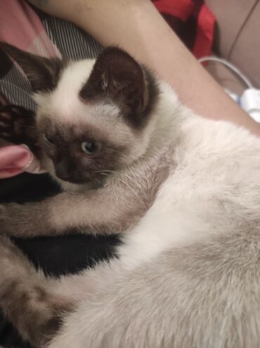 Pişiklər: Siam, Erkək — 5