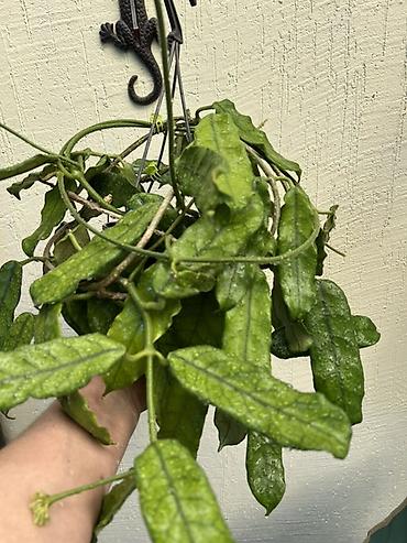 хойи: Комнатные лианы Hoya (хойя) в подвесных кашпо - Разные сорта: на фото — 2