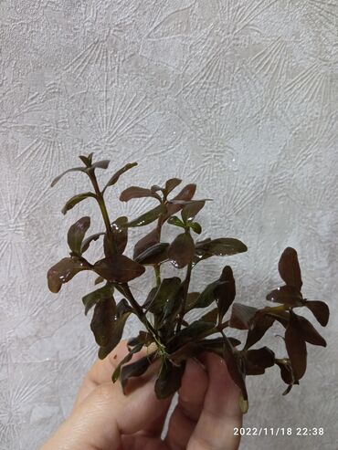 barter heyvanlar: Qiqrofila braun. Akvarium bitkisi
Аквариумные растения