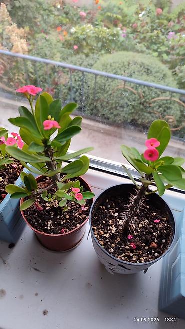 Молочайлар: Горшечные комнатные растения: 1) Молочай миля (Euphorbia milii — 1