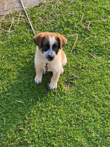 İtlər: Alabay, 1 ay, Erkek, Cütləşmə üçün, Ünvandan götürmə — 5