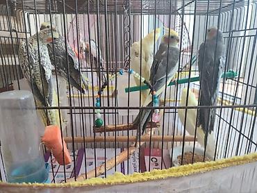 korella satışı: 🦜 Gənc Karella tutuquşuları satılır Müxtəlif rənglərdə gənc karella — 3