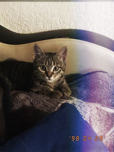 сиамские котята в дар: Отдаю даром 
3 месяца
Мальчик 
за подробностями в личку