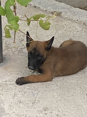 doberman itləri: Belçika çoban iti, 2 ay, Erkek, Sənədli, Ünvandan götürmə