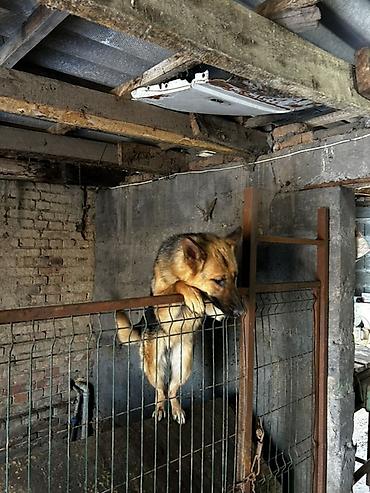 Металлические заборы: Вольер для собаки из металла с дверцей - Конструкция: каркас из — 9