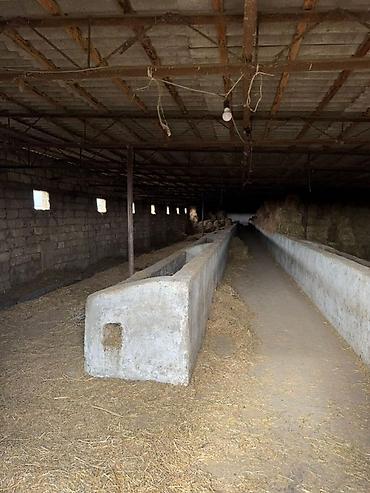 İcarəyə binalar: Torpaq sahəsi icarəyə verilir. Hövsan qəsəbəsində yerləşən ferma — 3