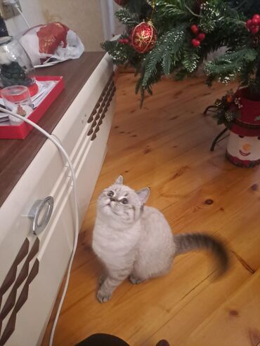 Pişiklər: Britan, Dişi — 2