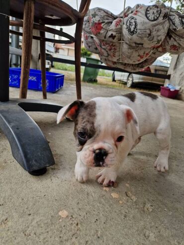 Psi: Štenci francuskog buldoga, oštenjeni 28.07, čekaju svoje nove na lalafo.rs — 9 Psi: Štenci francuskog buldoga, oštenjeni 28.07, čekaju svoje nove — 9