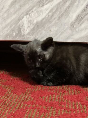 сибирская вислоухая кошка: Котята с необычной дымчатой окраской (черный с серебристым