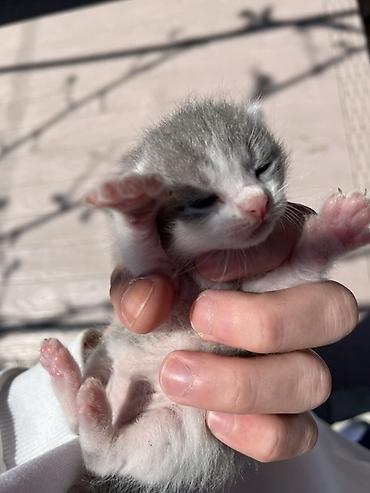 Pişiklər: Şotland, Erkək, Dişi, Yaxşı əllərə, Ünvandan götürmə — 11