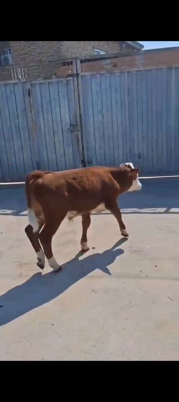 Danalar ətlik və südlük istiqamətdə yetişdirilən heyvanlardır. Bu dana