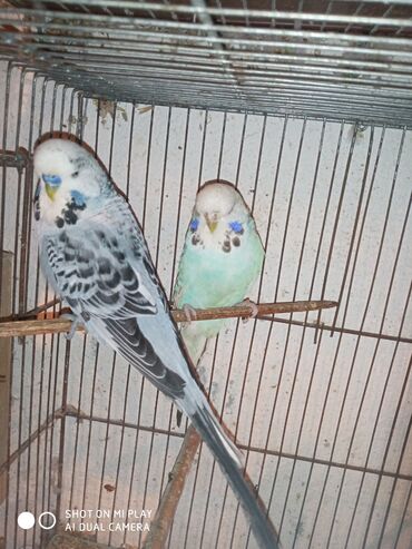 Digər quşlar: Çex cütler satılır papuqaylar təmiz qan vıstıvıcnıy vıstıvka sərgi — 4