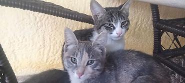 котята шотландцы: 6 месяцев, Мальчик, Метис — 5