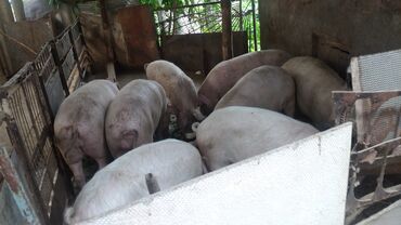вьетнамские свиньи: Продаю | | Для разведения