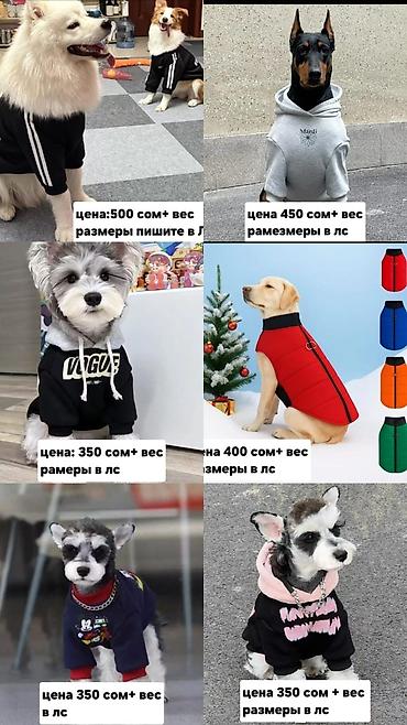 Зоотовары: Одежда, переноски и игрушки для домашних животных Ассортимент: - — 2