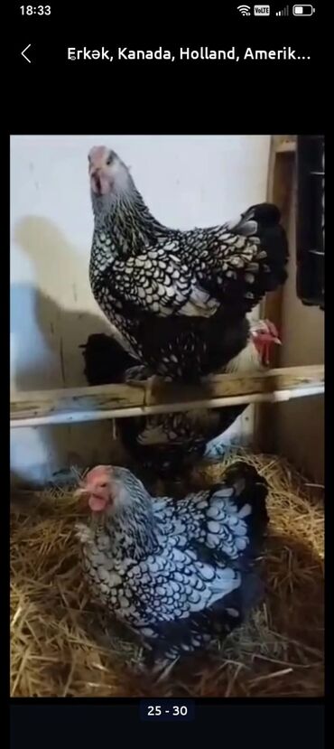 Hinduşka: Erkək, Kanada, Holland, Amerika, Damazlıq, Pulsuz çatdırılma — 30