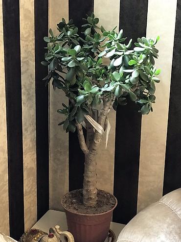 nar agacı: Qırxqıroq (Crassula ovata) – iri otaq sukulenti - Növ: Crassula ovata — 1