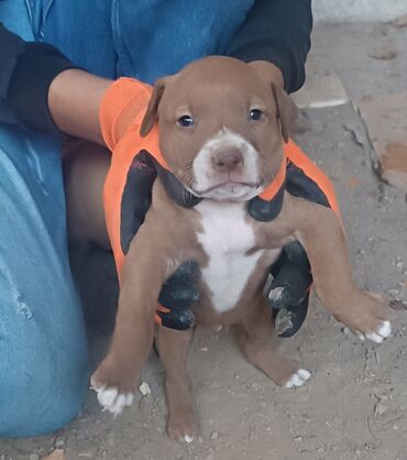 pitbull satilir: Pitbul, 1 ay, Peyvəndli, Pulsuz çatdırılma