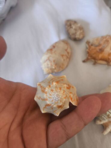 Digər ev dekoru: 1. Növ və nadirlik: • Soldakı və sağdakı hamar, qəhvəyi naxışlı — 3