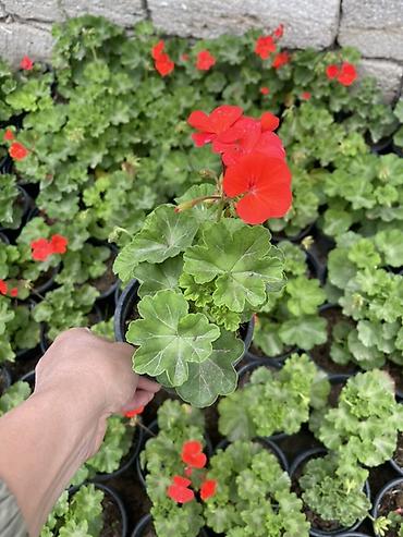 gul toxum satışı: Qırmızı sardunya, papatya və narıncı-akçaçiçək (tagetes) fidanları - — 2