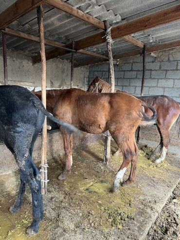 продажа щенков немецкой овчарки в бишкеке с документами: Сатам | Байтал