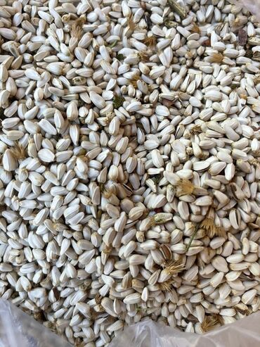 беде семена: Сафлор. продаю уражай 2023 года с Казахстана с доставкой в кыргыстан