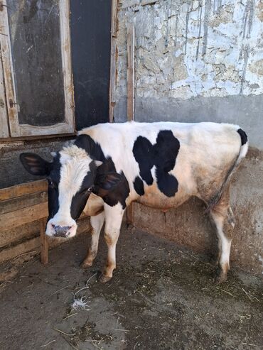 Inəklər, öküzlər: Süd inəyi – qara-ağ rəngli, iri cüssəli, buynuzlu. Şəkillərdə -da lalafo.az — 11 Inəklər, öküzlər: Süd inəyi – qara-ağ rəngli, iri cüssəli, buynuzlu. Şəkillərdə — 11