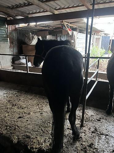 Лошади, кони: Продаю | Конь (самец) | Рабочий — 9