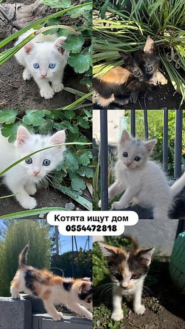 бенгальский котенок: Котята домашние, разные окрасы: - Белые с голубыми/серо‑голубыми — 1