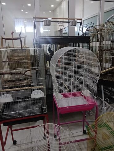 Tutuquşları: Her novde qefeslermiz var satisda maraqlamaq isdeyen elaqe saxlaya -da lalafo.az — 16 Tutuquşları: Her novde qefeslermiz var satisda maraqlamaq isdeyen elaqe saxlaya — 16