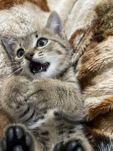 Продажа кошек: Беспородная, 2 месяца, Девочка, Метис, Приучена к лотку — 3
