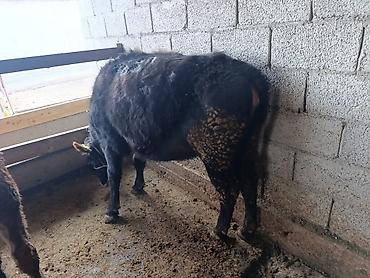 Коровы, быки: Продаю | Бык (самец) | Герефорд | На откорм | Привязанные — 29